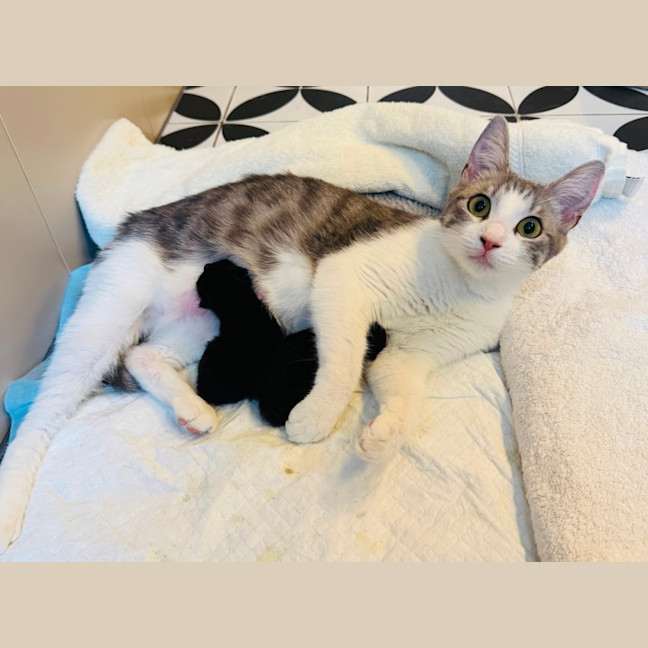 Photo of Pixie 🧚🏻 The Princess 👑 