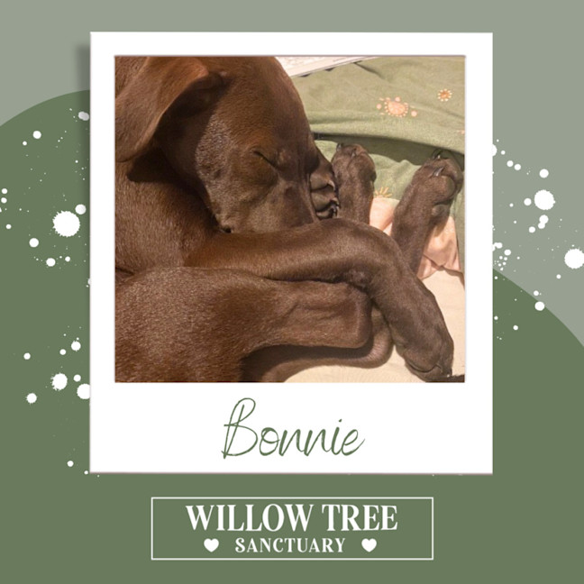 Photo of Bonnie
