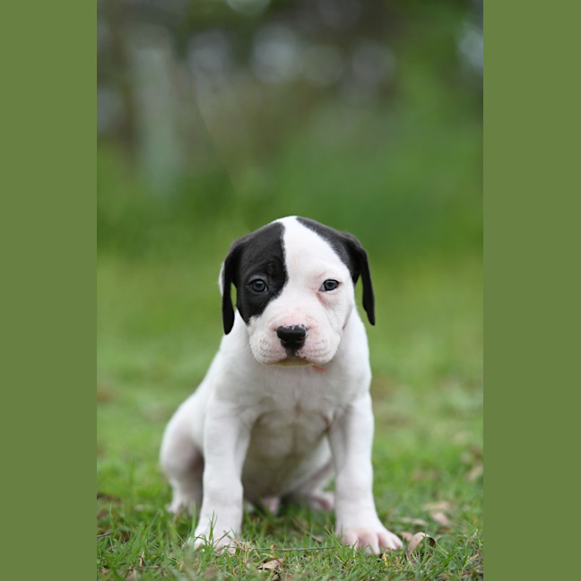 Photo of Obi