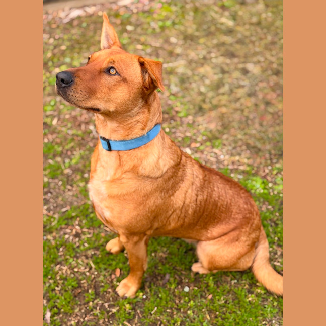 Photo of Tallow