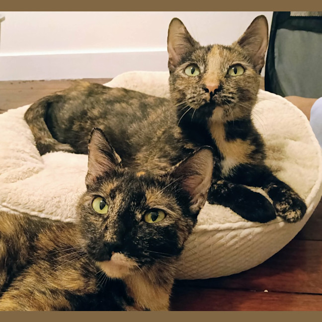 Photo of Gia & Semolina 💜