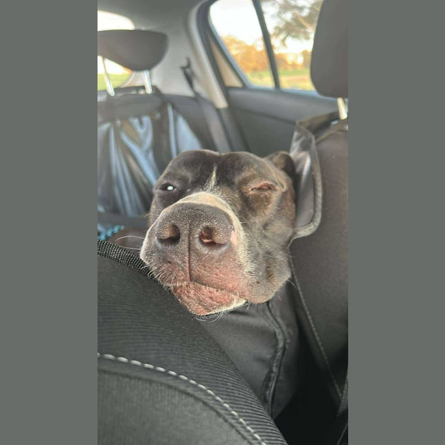 Photo of Rocky