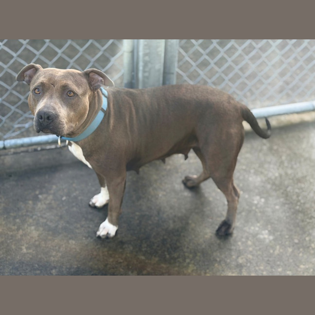 Photo of Brindi