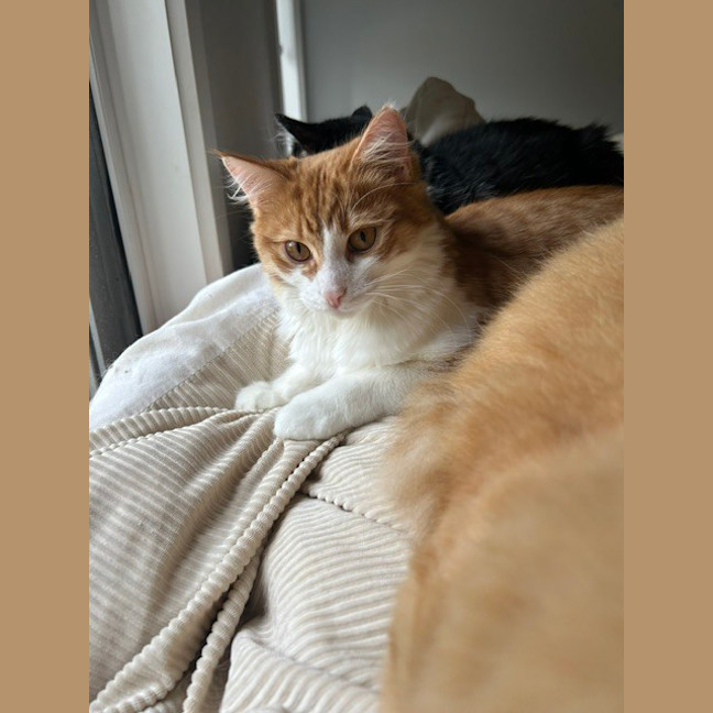 Photo of Oro