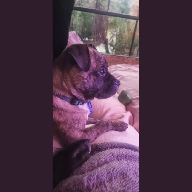 Photo of Diego   3 Month Old Staffy X Pug (Trial