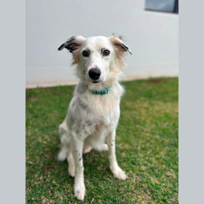 Photo of Smudge