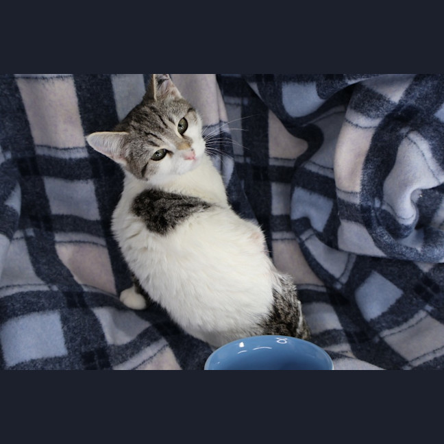 Photo of Rhinestone