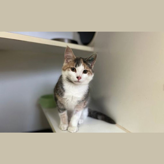 Photo of Emerald