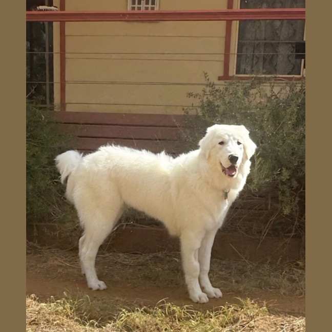 Photo of Luna