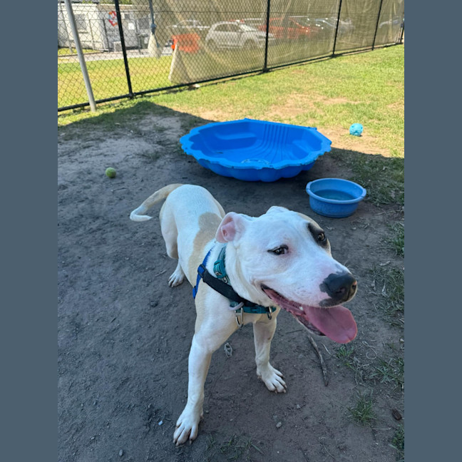 Photo of Buddy
