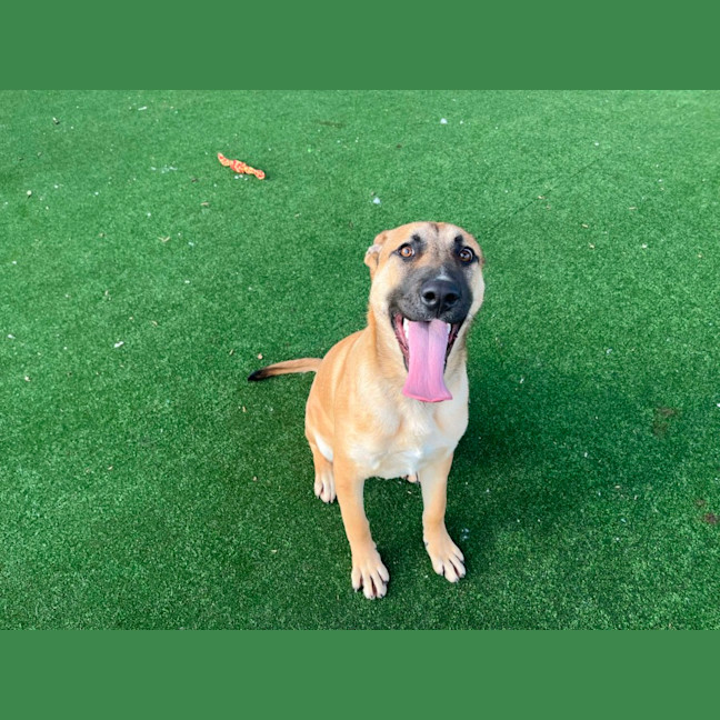 Photo of Leo Imp 1552