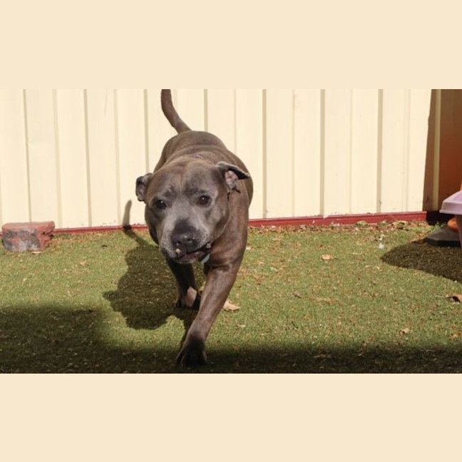 Photo of Shiloh