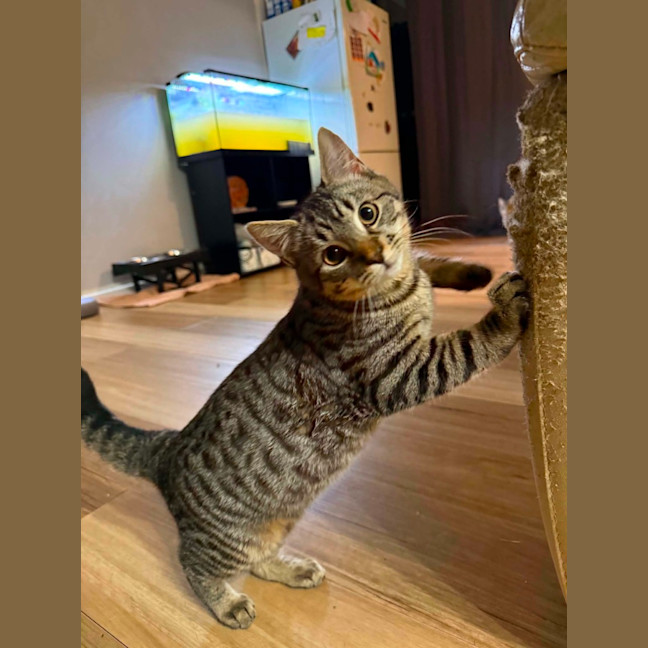 Photo of Pickles