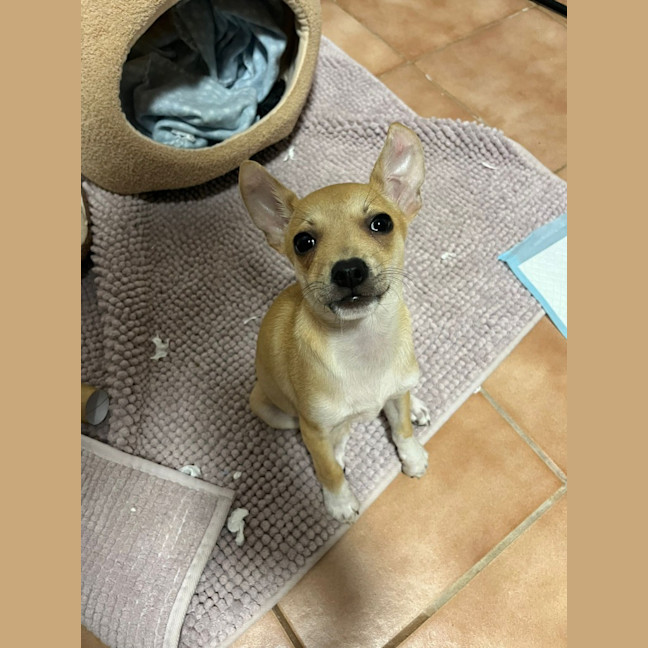 Photo of Django