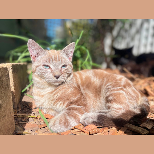 Photo of Ferdinand