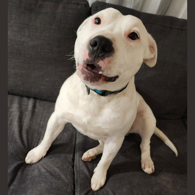 Photo of Corny (Cornelius)