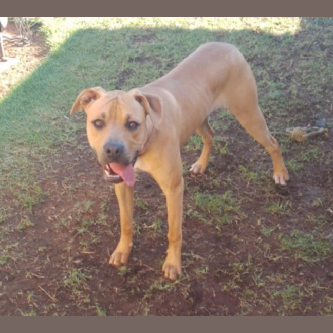 Photo of Kindle (Honey)