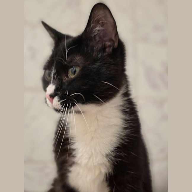 Photo of Princess Pearl   In Foster Care In Healesville