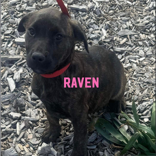 Photo of Raven 