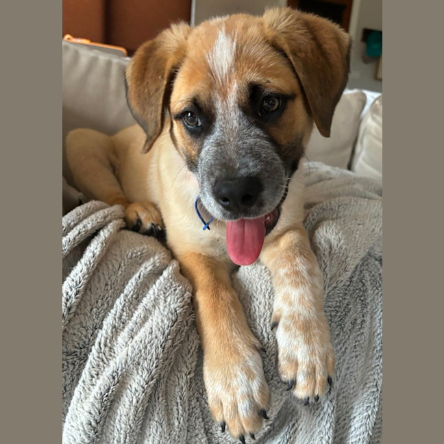 Photo of Oakley   12 Week Old Cattle Dog X Mastiff (Trial)