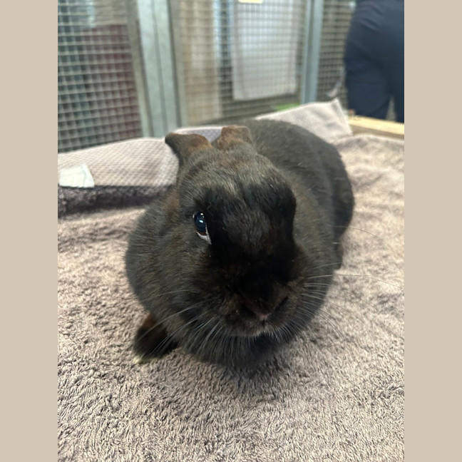 Photo of Moppsy