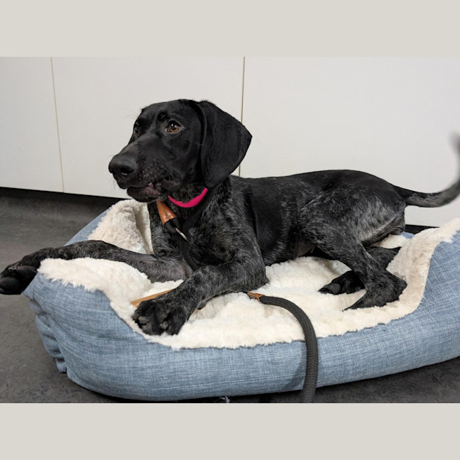Photo of Ruby