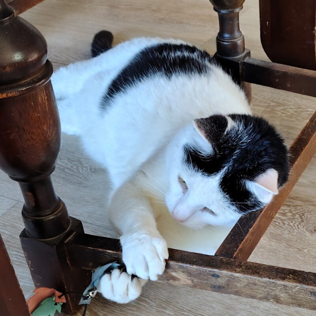 Photo of Buddy