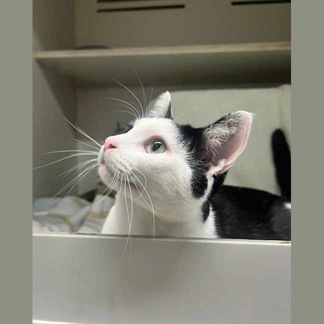 Photo of Truffle
