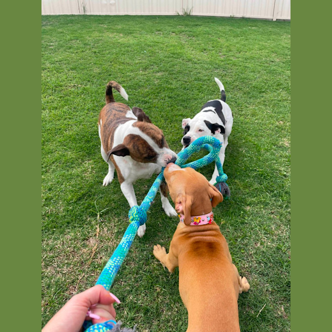 Photo of Susie   5 Month Old Staffy X