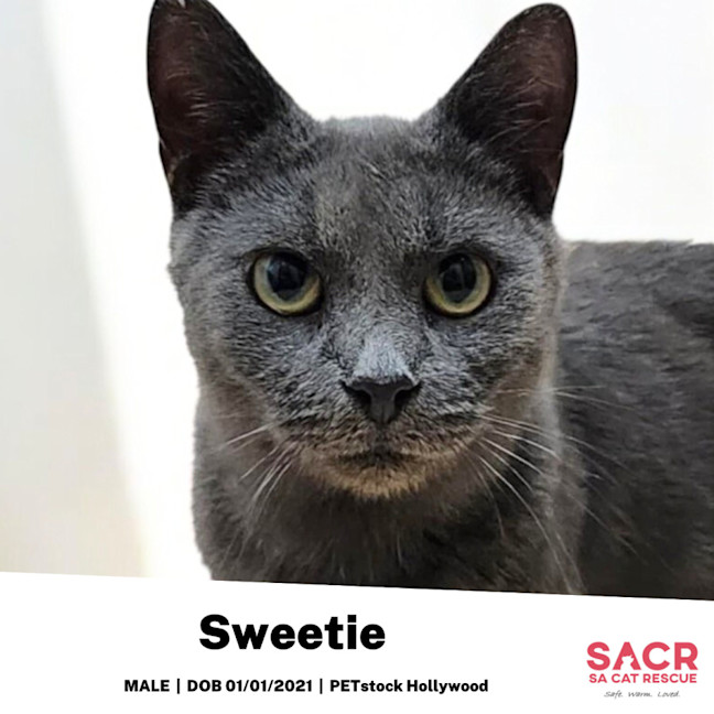 Photo of Sweetie