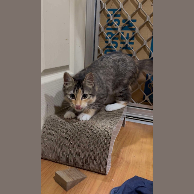 Photo of Annabelle