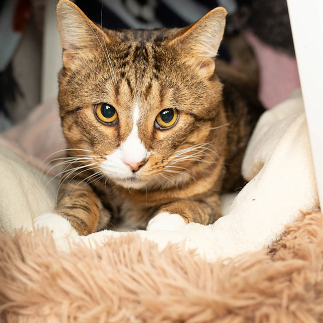 Photo of Buddy