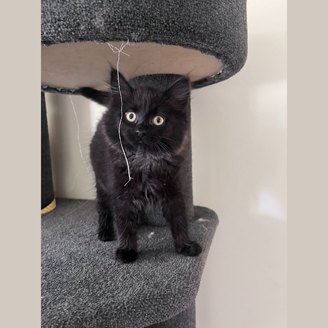 Photo of Nico