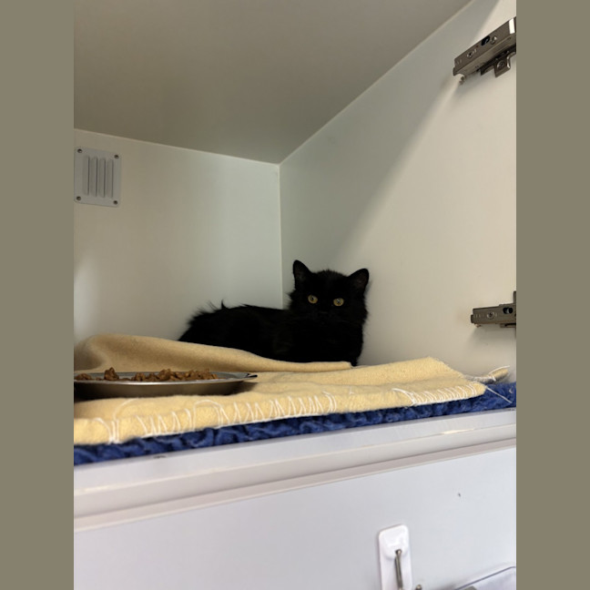 Photo of Crackle