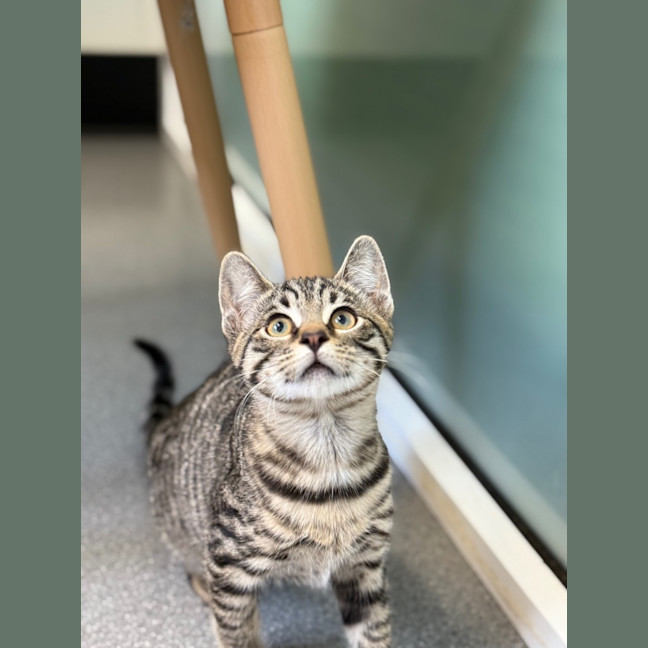 Photo of Galvin   Petstock Invermay