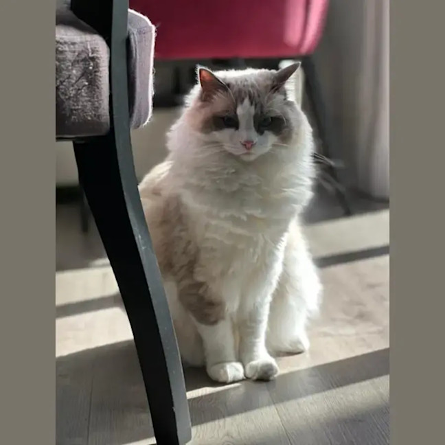 Photo of Loki