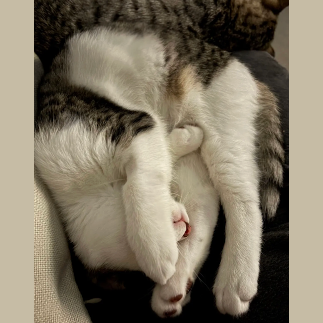 Photo of Chester