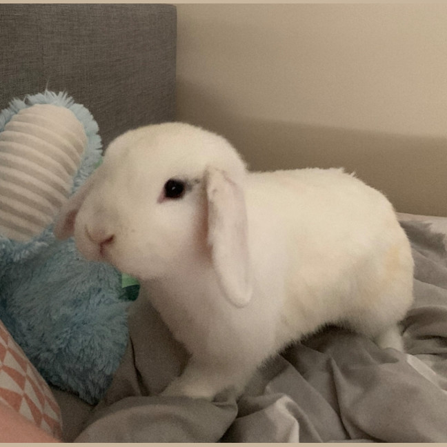Photo of Yuan Bunny