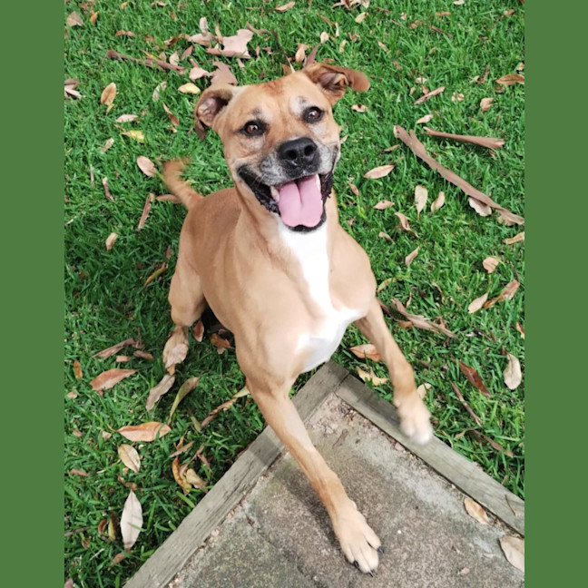 Photo of Toula   In Kennels