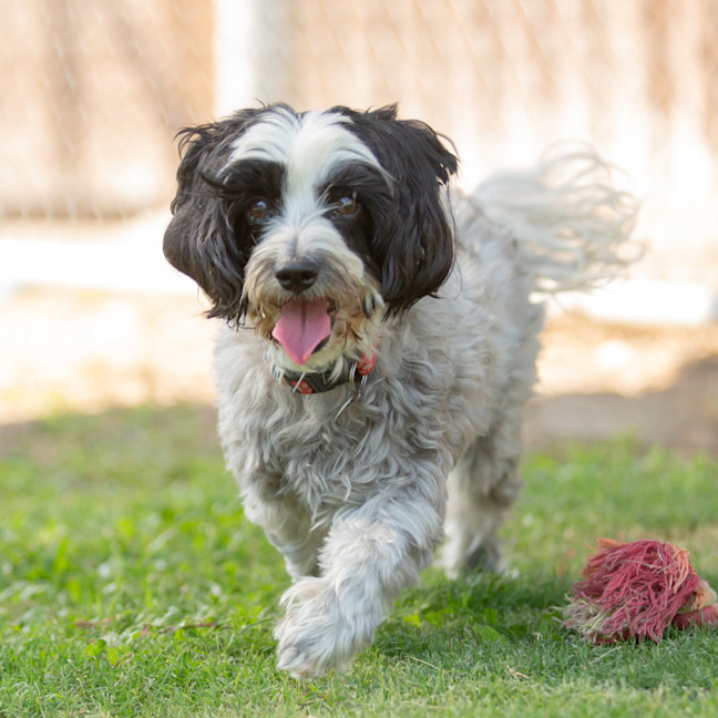 Photo of Ruby