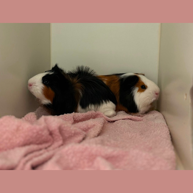 Photo of Butter & Toast