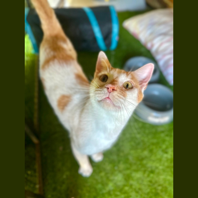 Photo of Biscuit