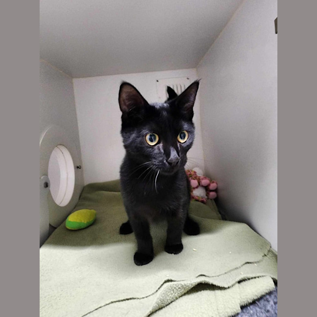 Photo of 🌵 Cole 6100 🌵