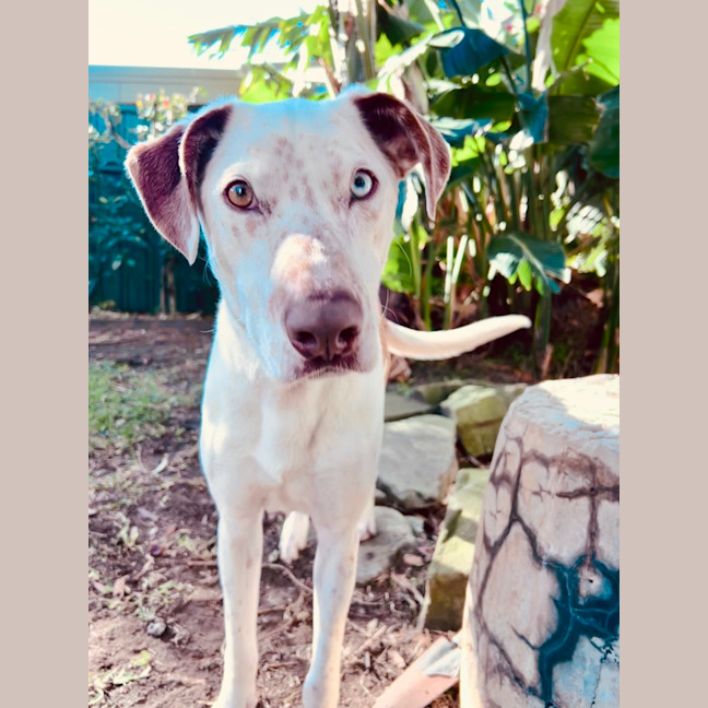 Photo of Dozer   3 Year Old Pointer X