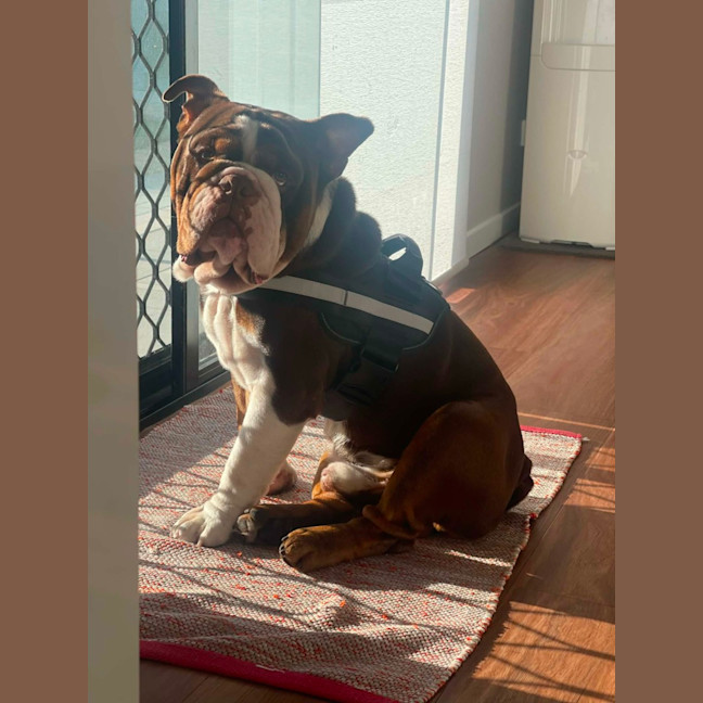 Photo of Frank