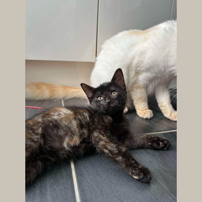 Photo of Glinda