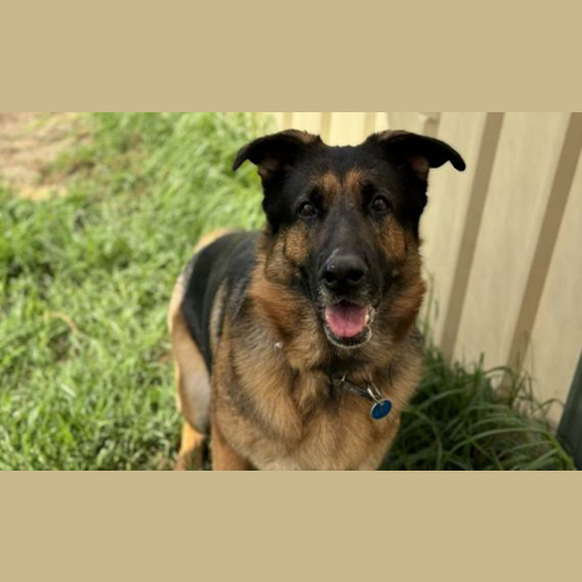 Photo of Stella