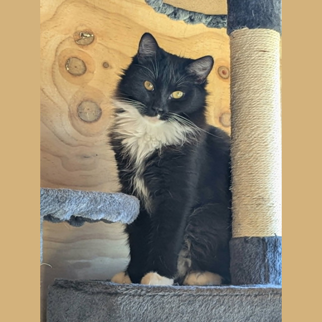 Photo of Opal *9 Lives Project Rescue*