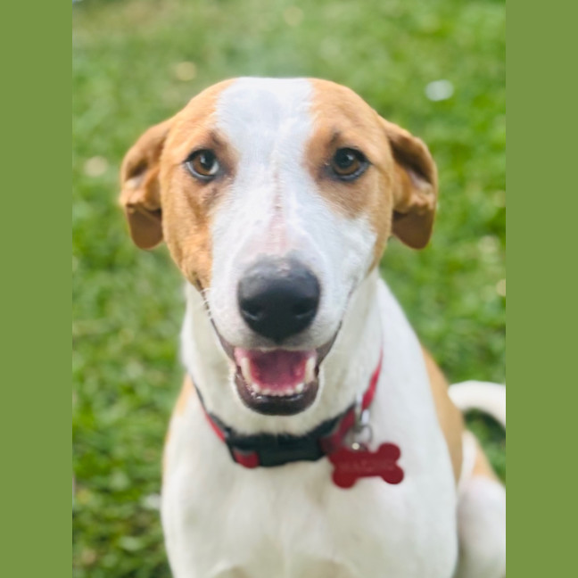 Photo of Nacho   7 Month Old Koolie X Kelpie