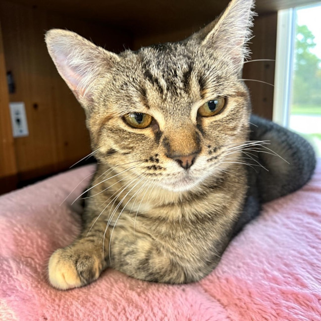 Photo of Sweetie